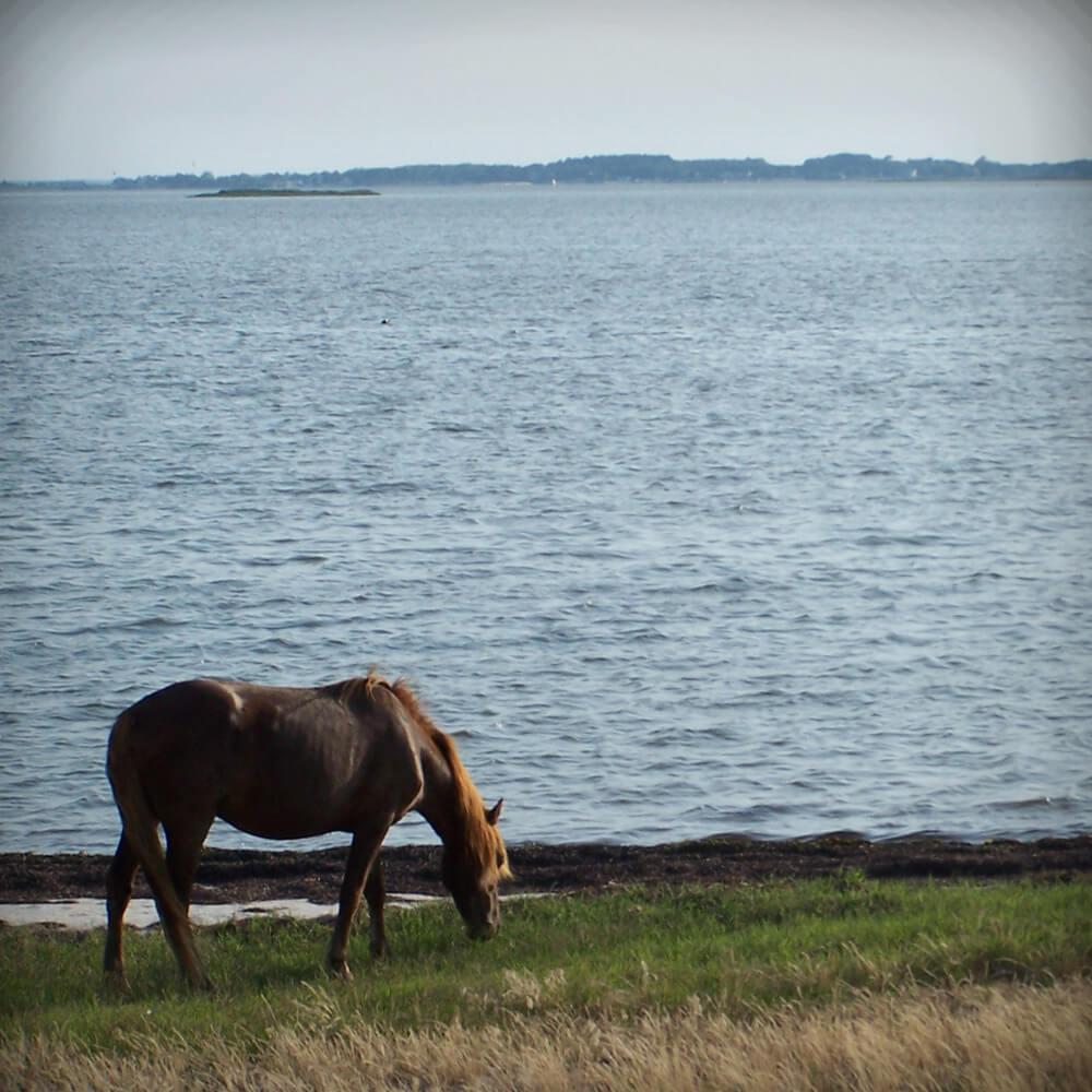 Assategue-Island-pony-bay