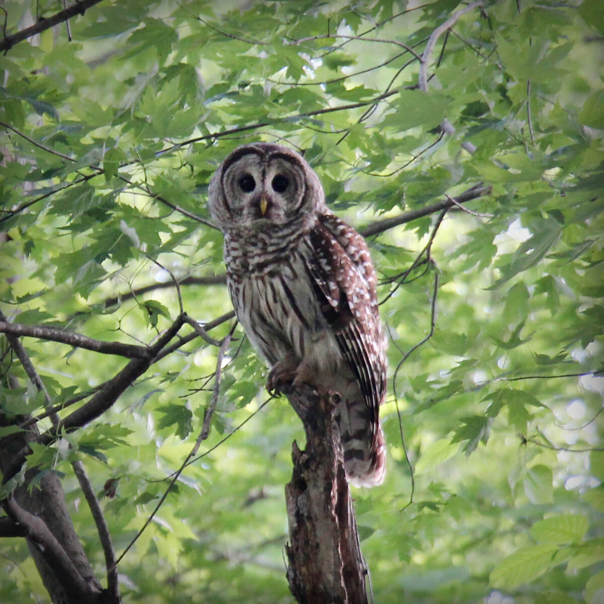 barred owl