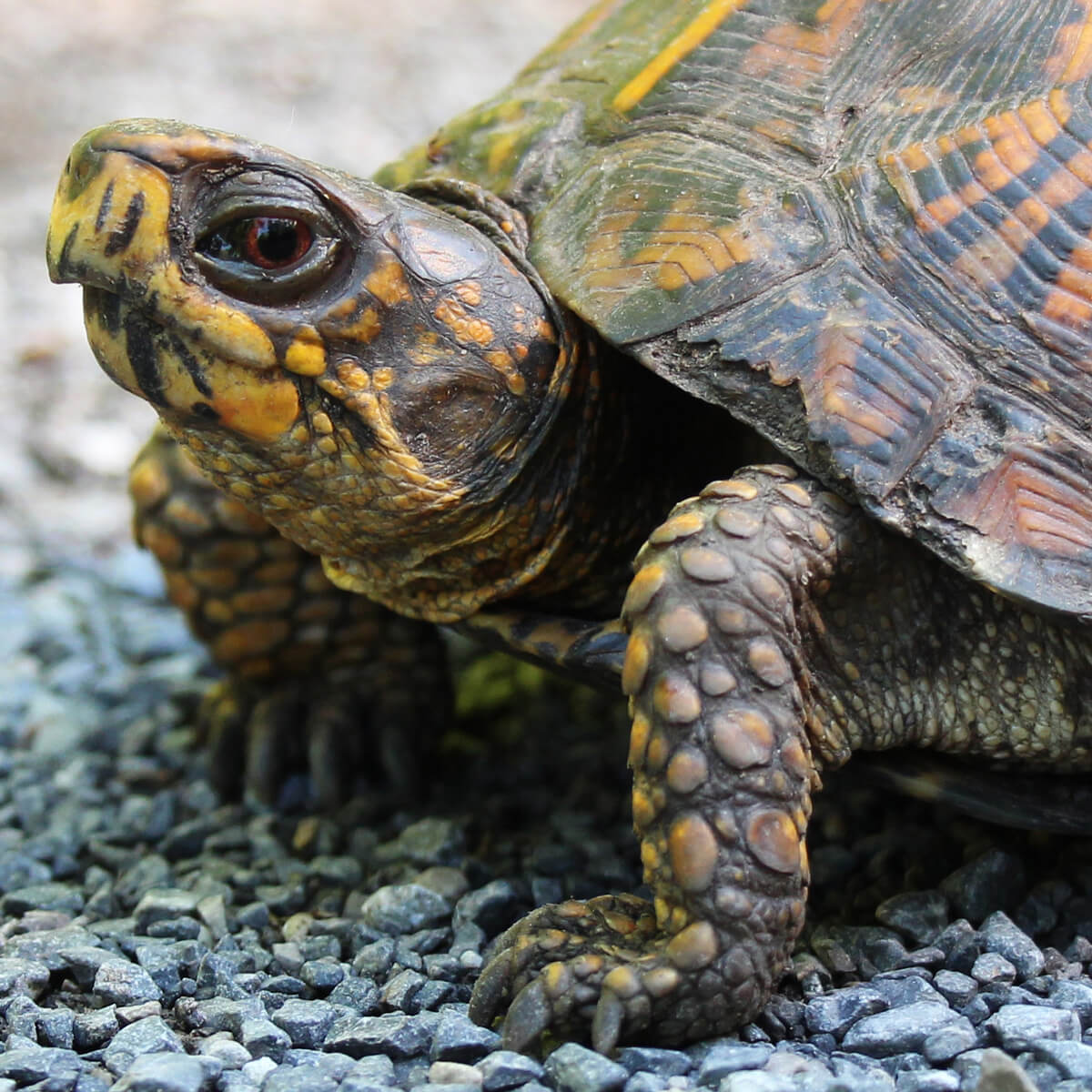 box turtle