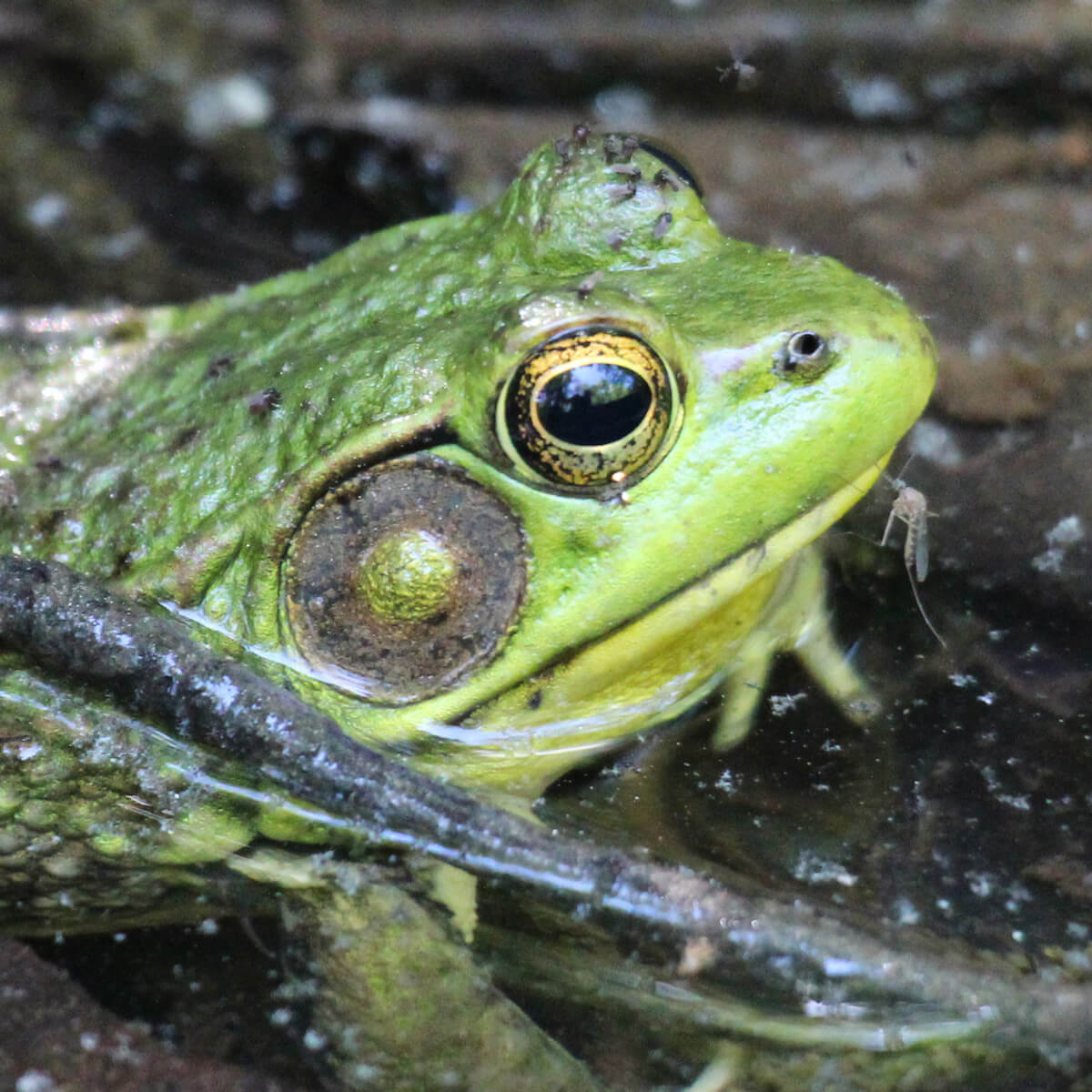 bull frog