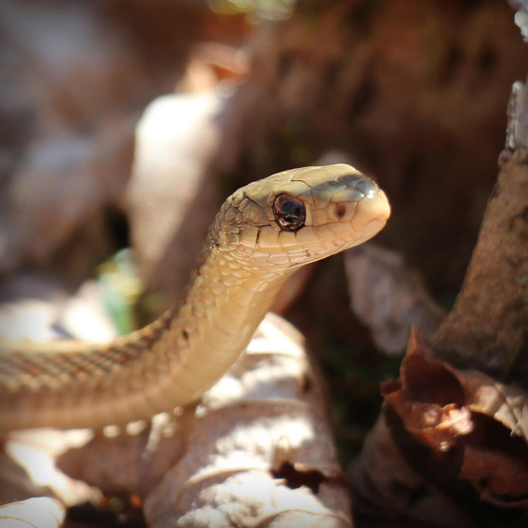 garter snake