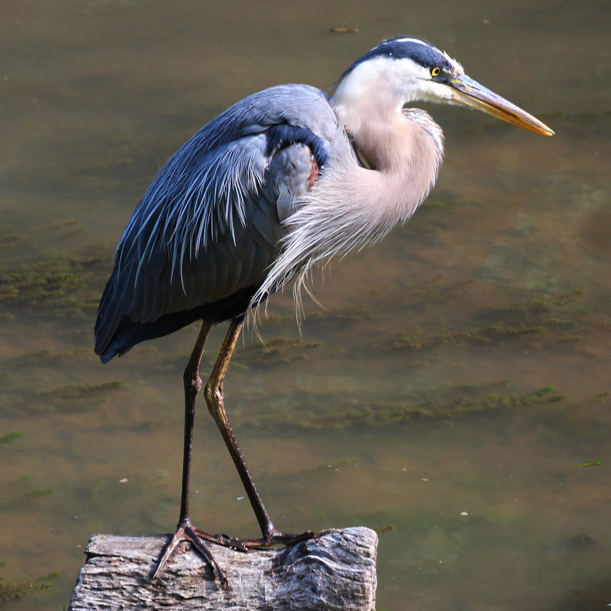 great blue heron