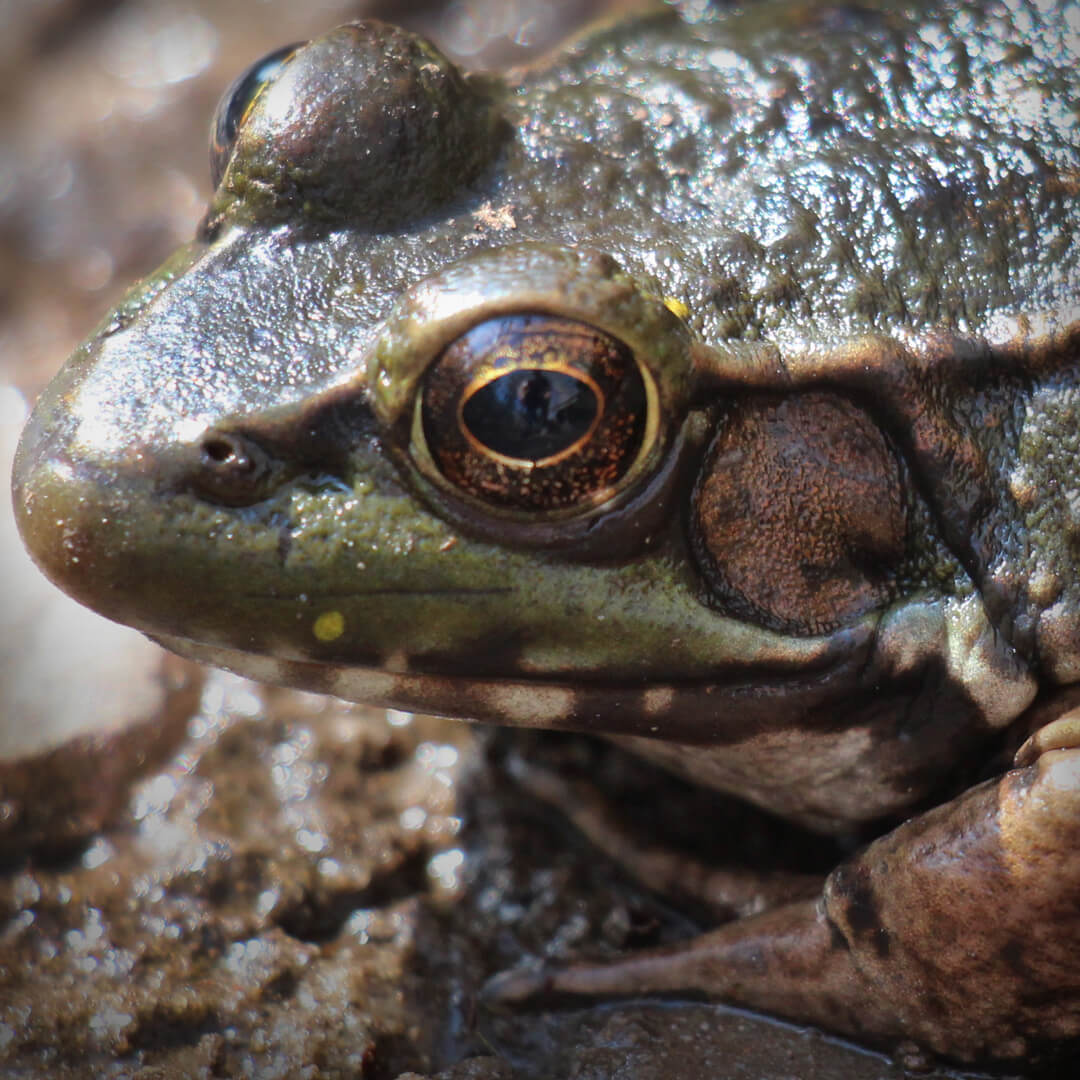 green frog