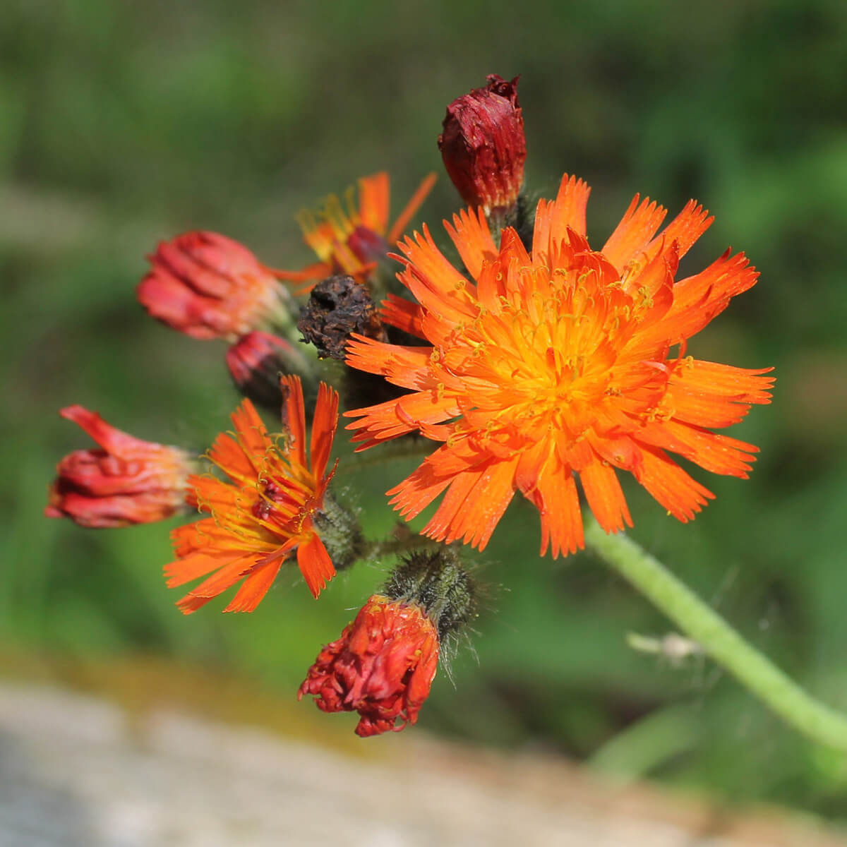 orange hawkweed