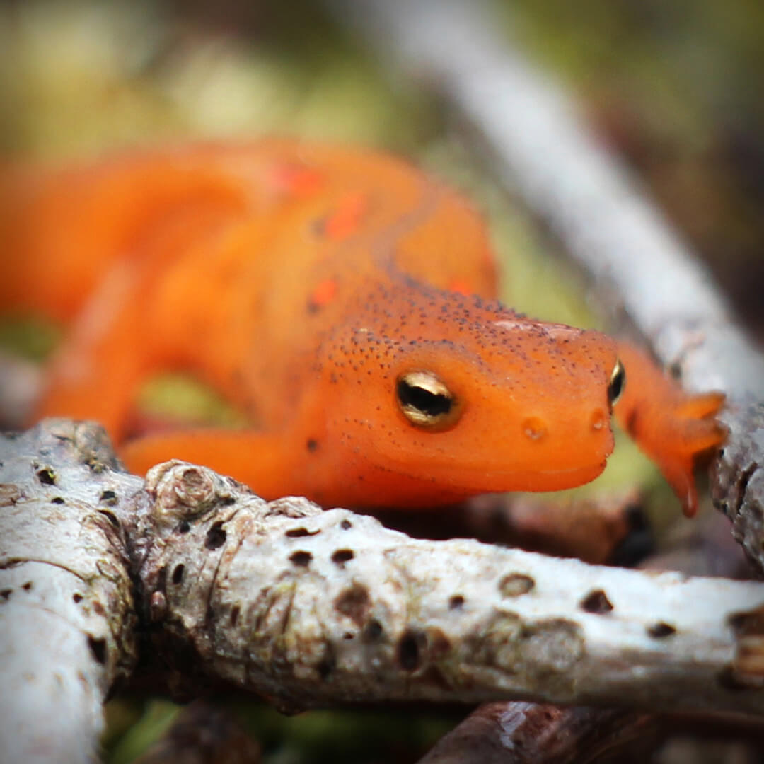 red eft