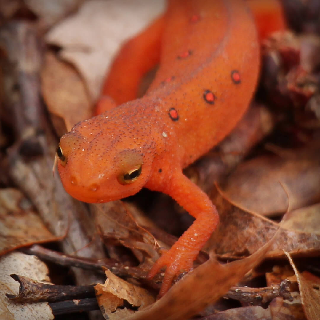 red eft