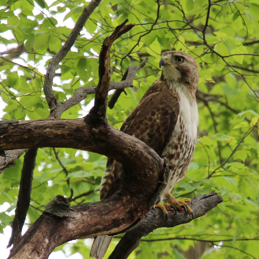 red-tailed hawk