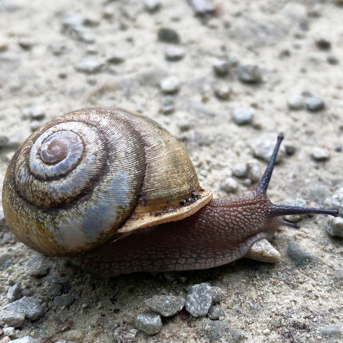 snail