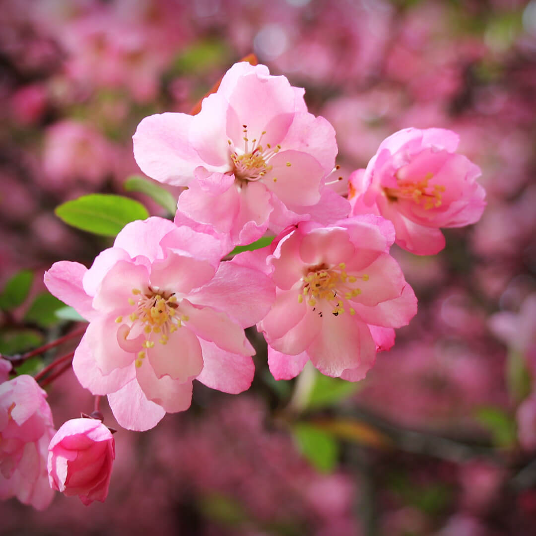 spring flowers