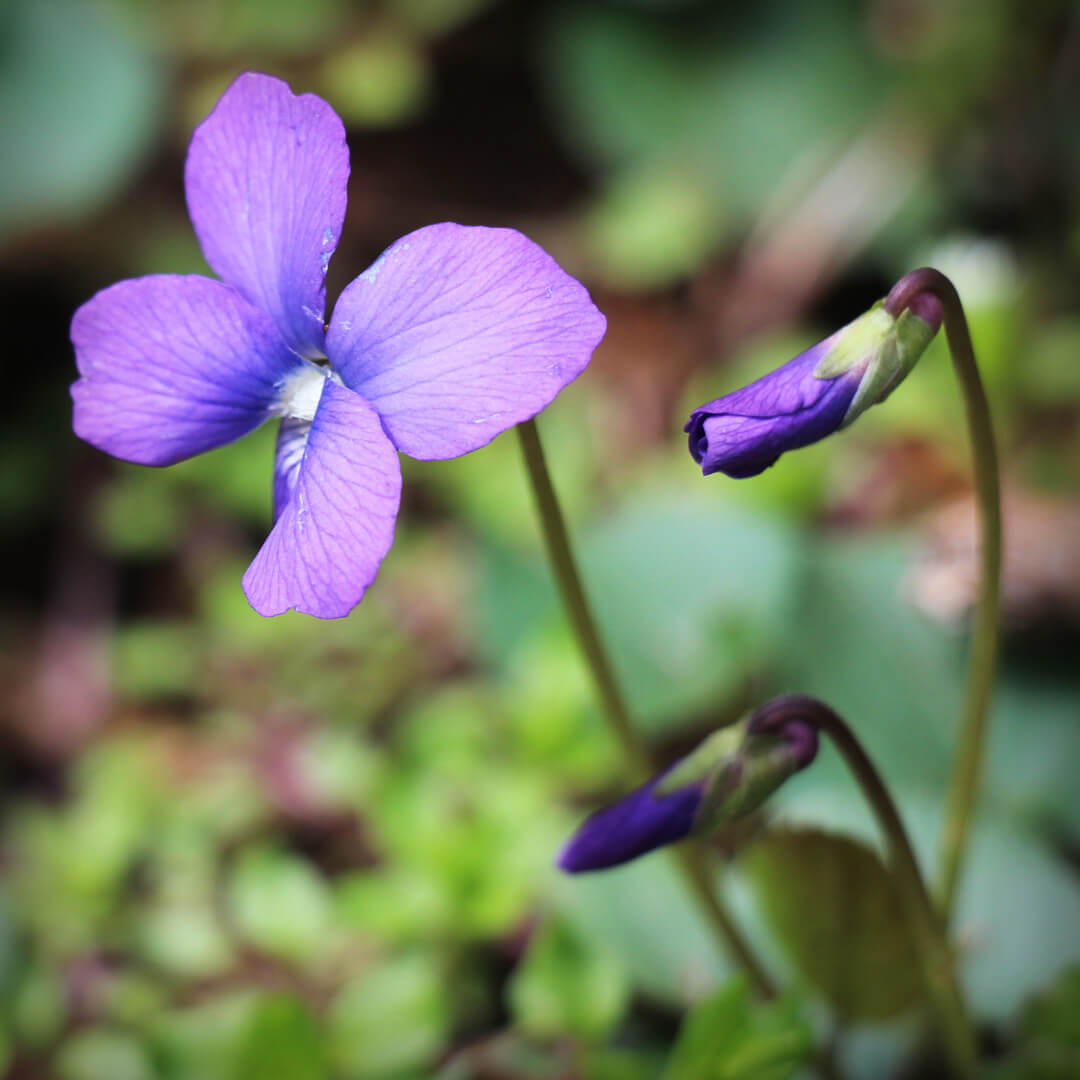 spring flowers