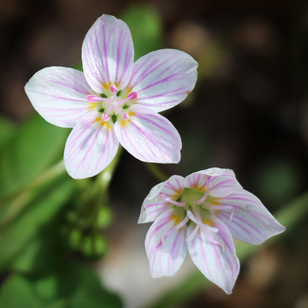 spring flowers