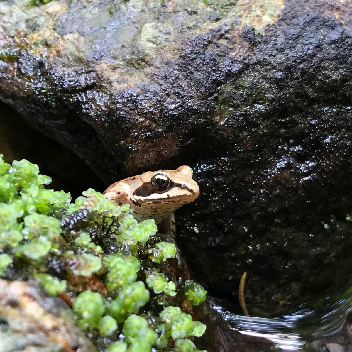 wood frog