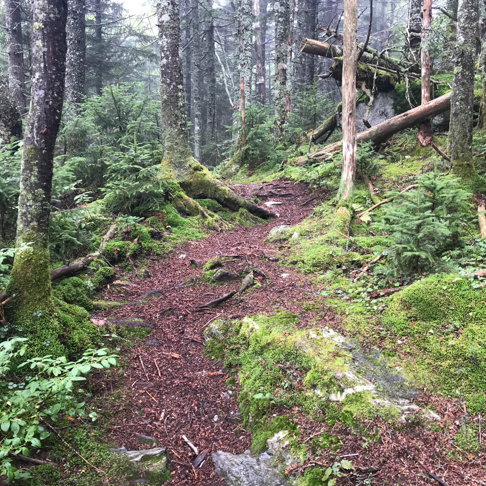 A Vermont long trail scene